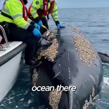 The Most UNSUNG Heroes of the Ocean!