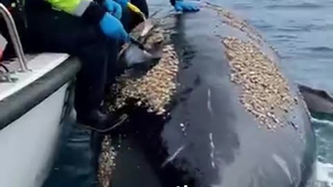 The Most UNSUNG Heroes of the Ocean!