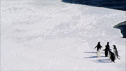 March of the Penguins