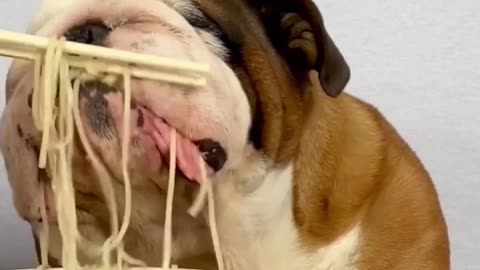 Bulldog Devours Noodles ASMR