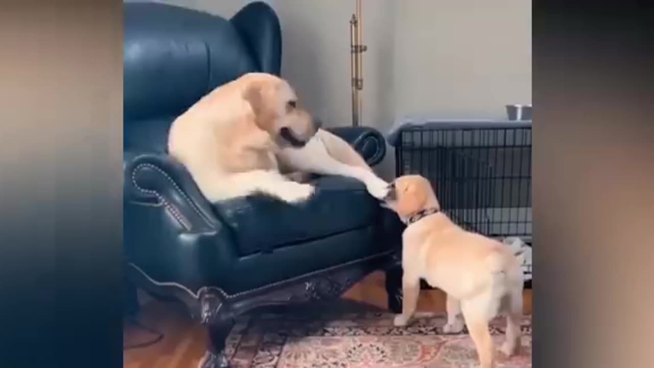 πΎCAN'T BELIEVE IT! π Funny Dog Reaction to Wolfoo on TV! πΊπΎ Wolfoo in Real Life: Unleashing Laughter and Joy! πΆπ± Funniest Cats & Dogs Videos Guaranteed! π€£π