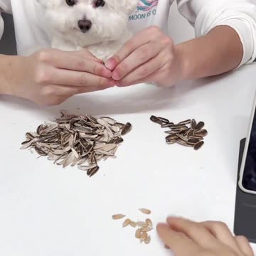 The Joy of Having a Dog