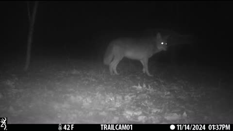 Michigan Trail Camera Video Injured Coyote