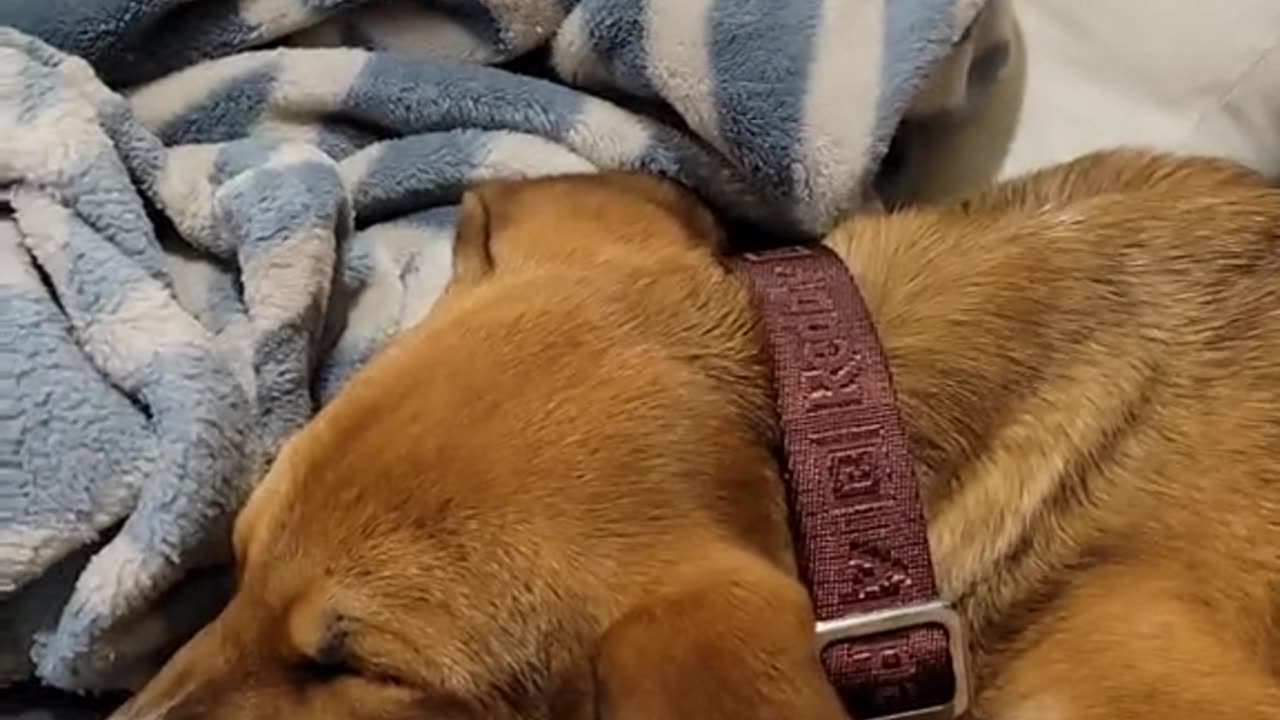 Christmas 2023 Archies first toy