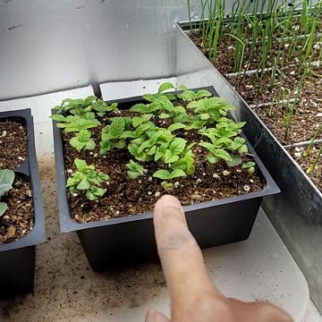 2 Weeks Growth of Indoor Starts