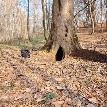 Man makes shelter inside a tree. credit: ali2823g