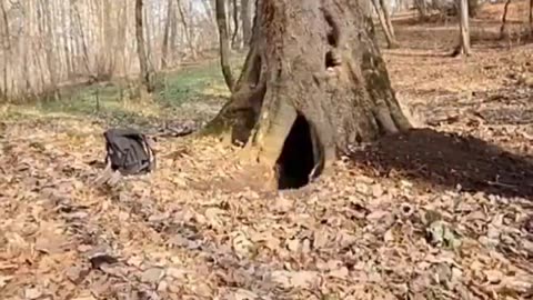 Man makes shelter inside a tree. credit: ali2823g