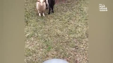 Funniest Farm Animals