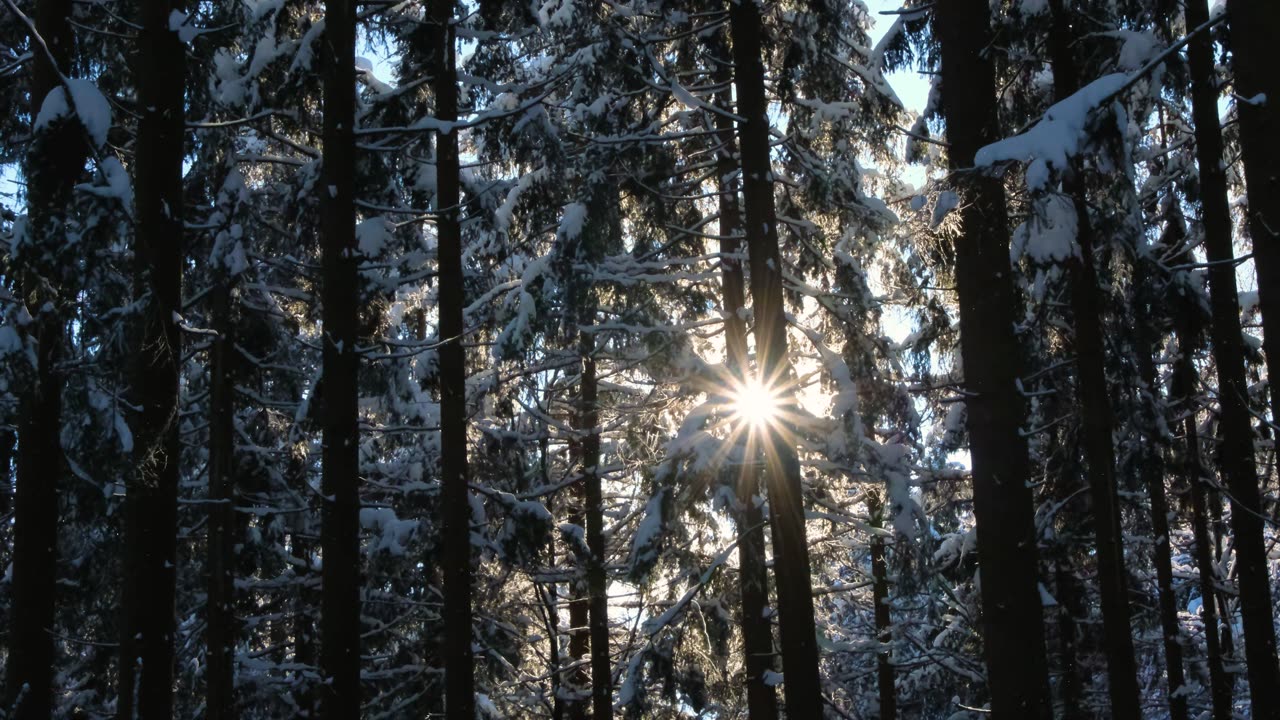 Winter Sunlight Streaming Through Snowy Forest