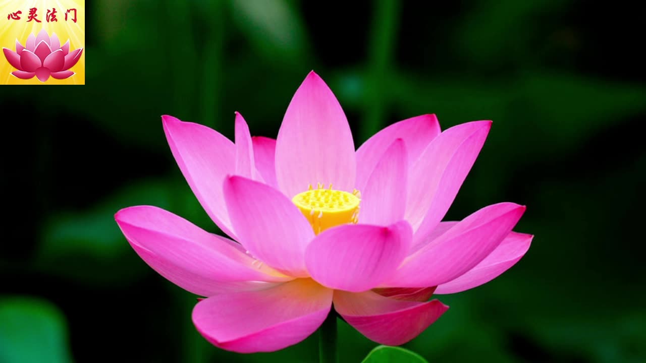 2025 3 8 #心灵法门 #卢军宏