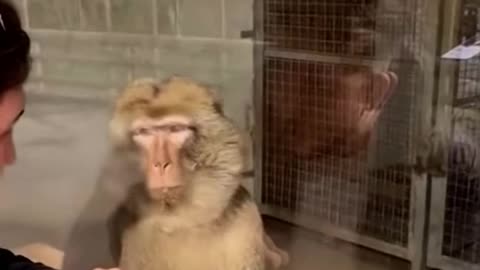 🐒 Monkey's Unexpected Surprise! 😃