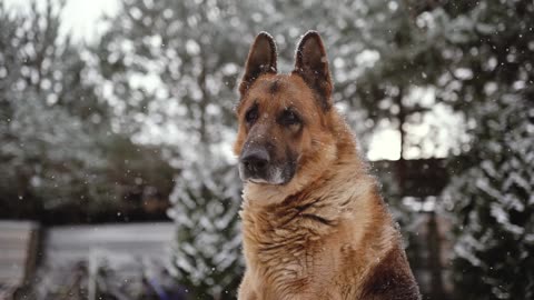 German Sheperd Dog