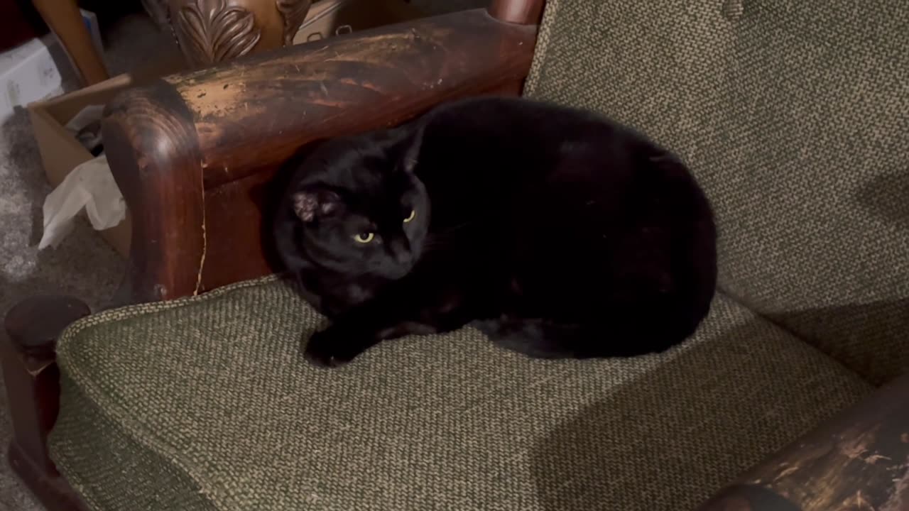 Cute Precious Piper Likes to Sit in the Lobby - Adopting a Cat from a Shelter Vlog