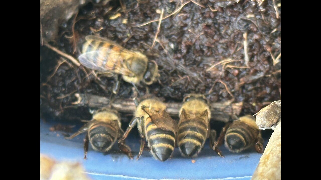Bee Time