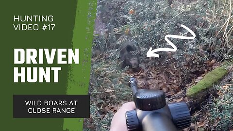 Driven hunt - close range wild boars and a GSP pointing wild boars (Drückjagd, Chasse en battue)