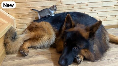 Kitten Climbs Onto German Shepherd Like It's Her Personal Bed