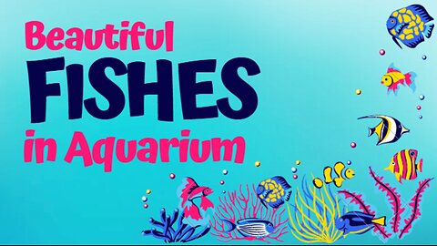 Different Types Beautiful Fishes in Aquarium