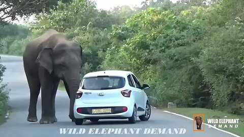 Series of elephant attack