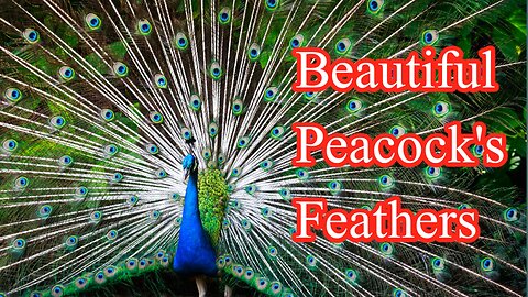 Very Cute Peacock Spreading Its Beautiful Wings | Peacock Sound and Eating Grass #peacock #wildlife