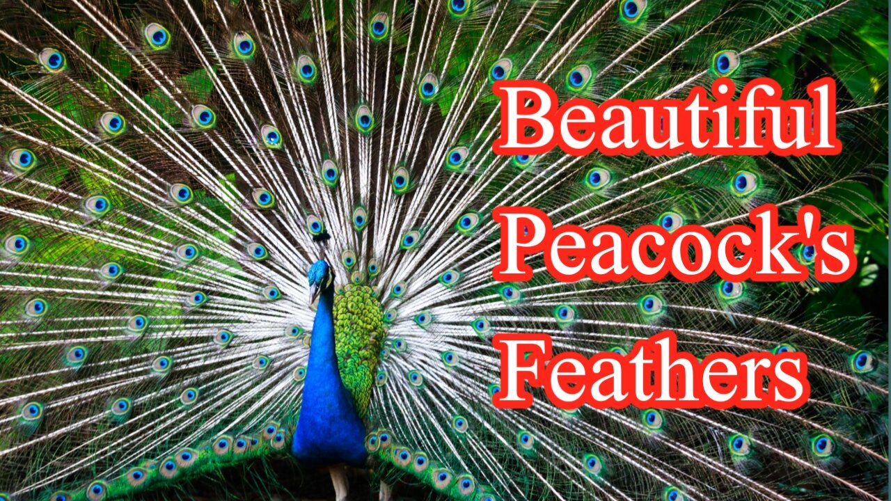 Very Cute Peacock Spreading Its Beautiful Wings | Peacock Sound and Eating Grass #peacock #wildlife