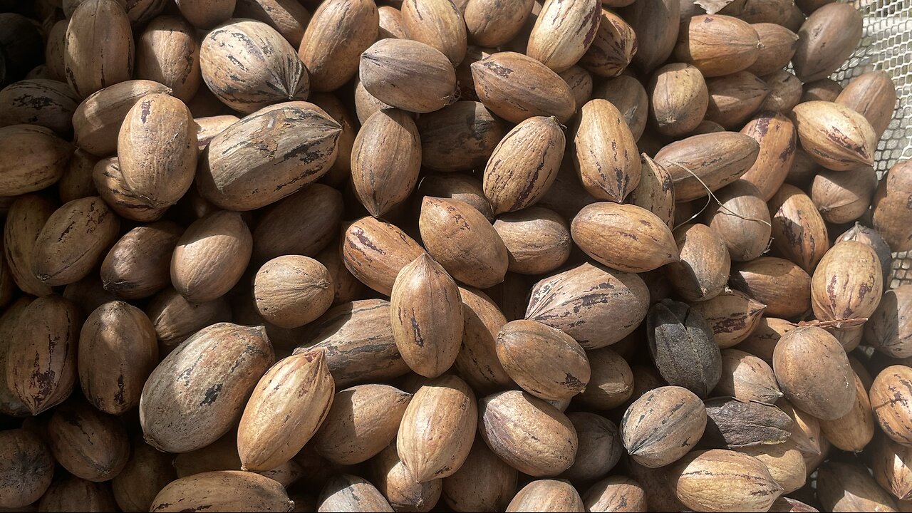 Wild organic pecans