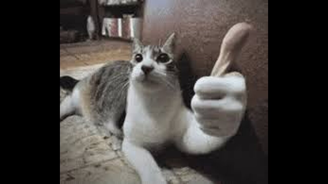 GATOS usando 1% do CÉREBRO - VÍDEOS mais ENGRAÇADOS 2025 😹 PARTE 8
