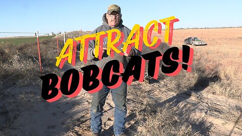 Putting in a Bobcat Set where You can Attract them