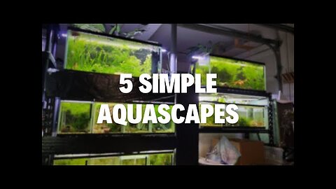 Aquascaping Shouldn't Be Complicated - 5 Easy Scapes