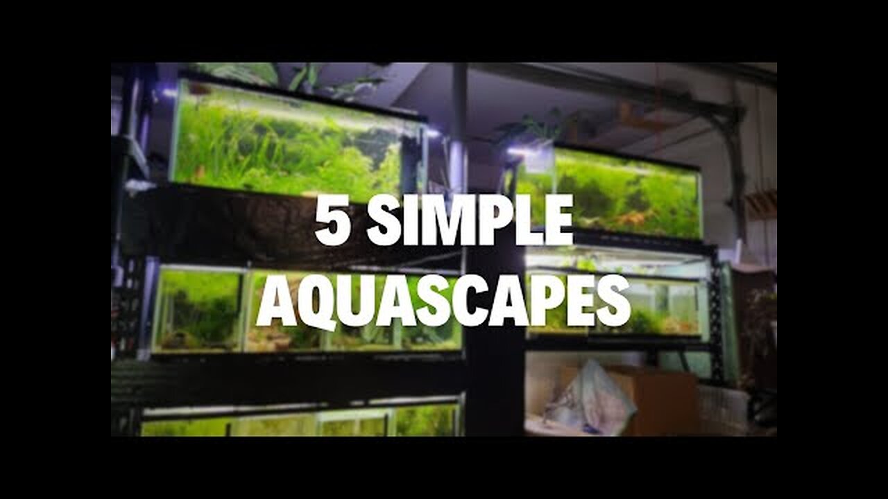 Aquascaping Shouldn't Be Complicated - 5 Easy Scapes