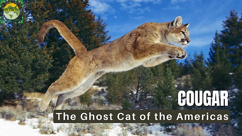 Where are cougars naturally found? | ANIMALS PEA