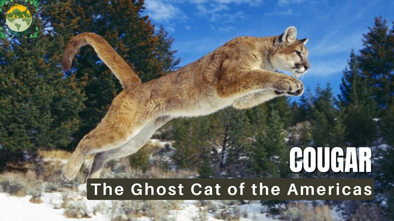 Where are cougars naturally found? | ANIMALS PEA