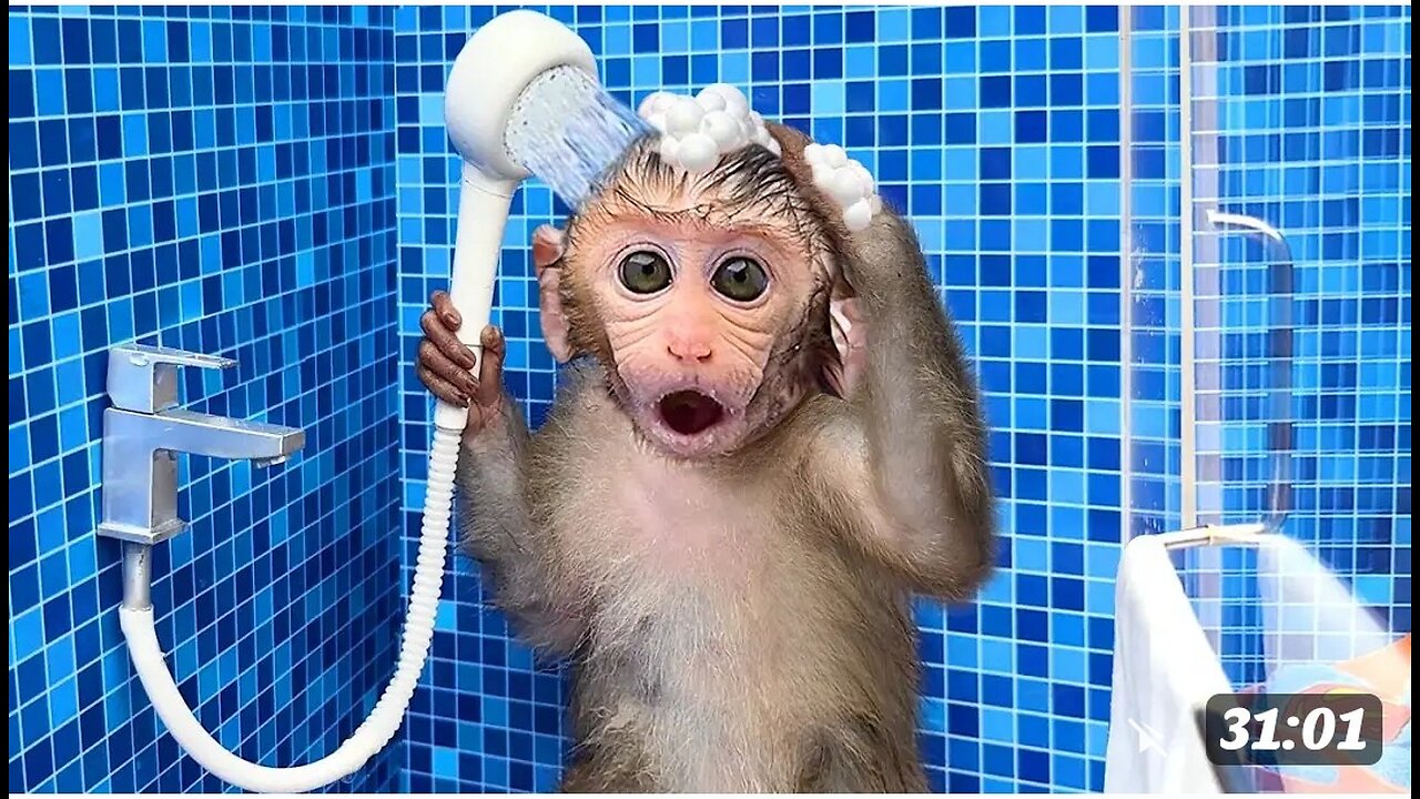 Monkey Baby Bon Bon oes to the toilet and plays with Ducklings in the swimming pool