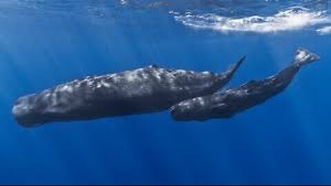 The Incredible Sound of a Sperm Whale! Great educational video for kids