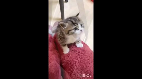 funny cat