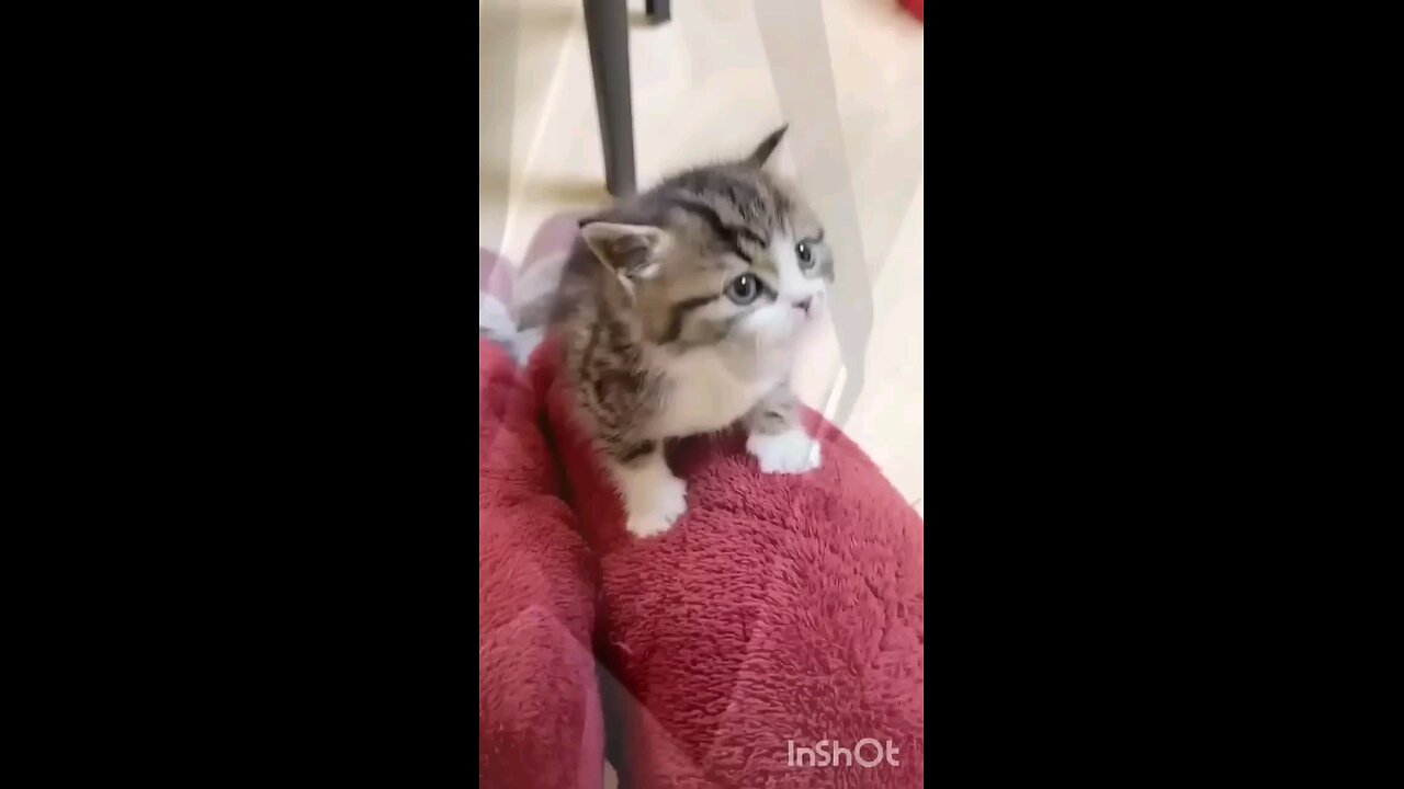funny cat