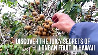 Discover the Juicy Secrets of Longan Fruit in Hawaii | Dr. Robert Cassar