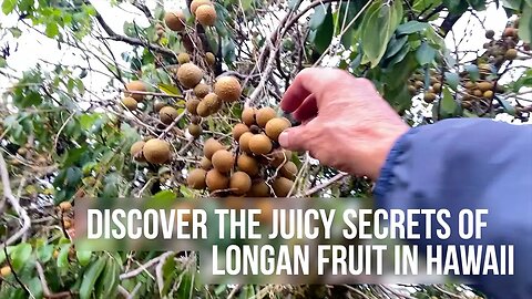 Discover the Juicy Secrets of Longan Fruit in Hawaii | Dr. Robert Cassar