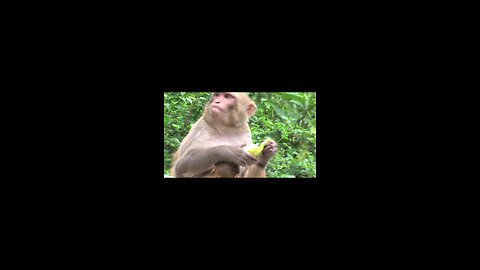 beautiful monkey
