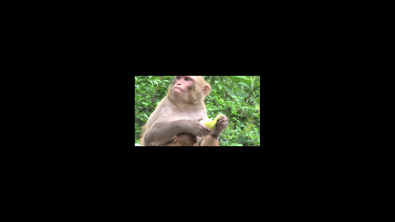 beautiful monkey