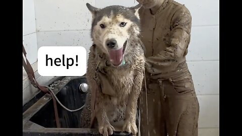 When my dog hears about taking a bath