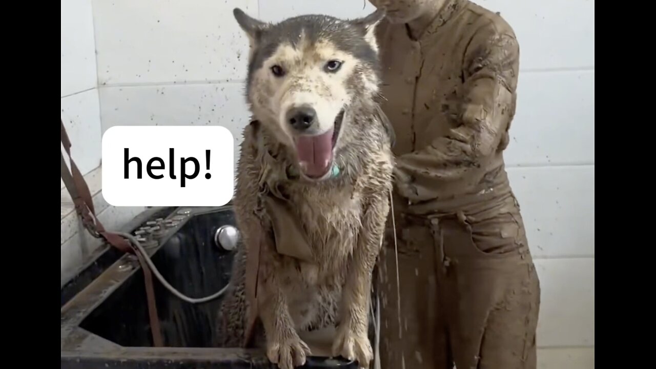 When my dog hears about taking a bath
