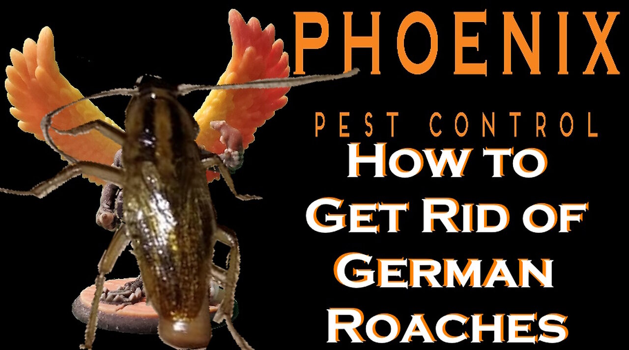 How to get rid of German Roaches