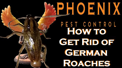 How to get rid of German Roaches