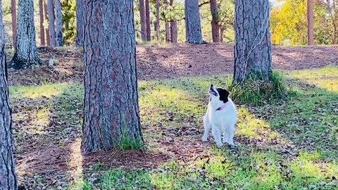 Taking our dog to the park.