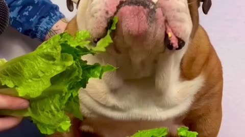 Bulldog Lettuce ASMR