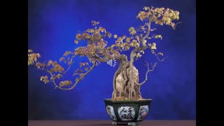 Odds and Ends S3 1 Bonsai History