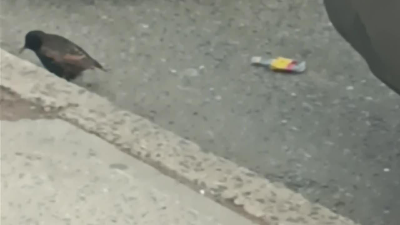 A blackbird