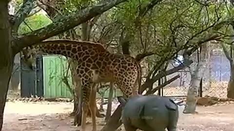 Animal Funny Moments 😆 #shorts #funnyanimals