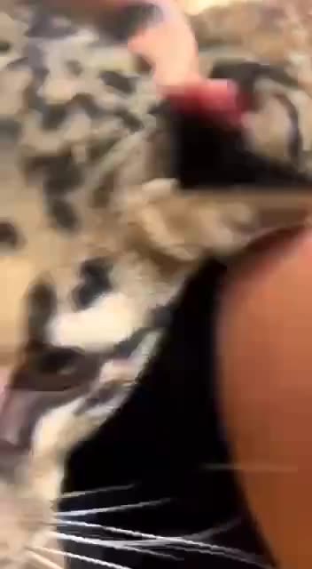 Clouded leopard 😍