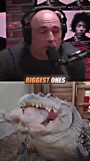 Are Crocodiles LIZARDS? 🥶 ft. Joe Rogan